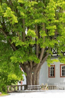 Old lime tree in front of Rauenstein Castle, Pockau-Lengefeld, Erzgebirge, Saxony, Germany, Europe