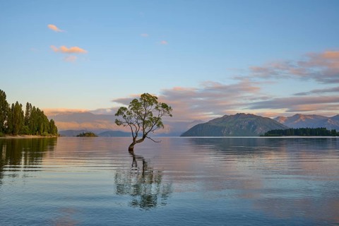 A tree stands in the lake, surrounded by clear mountains and calm morning air, summer, Lake Wanaka,
