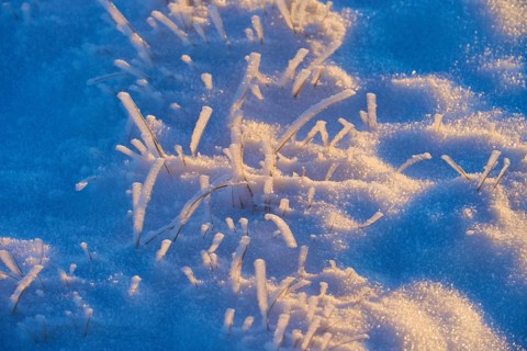 Frozen grass with snow in the blue morning light, winter, Wasserkuppe, Gersfeld, Rhön, Hesse,