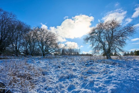 Snowy winter landscape with bare trees and a clear sky, Winter, Oberelsbach, Lange Rhön, Rhön,