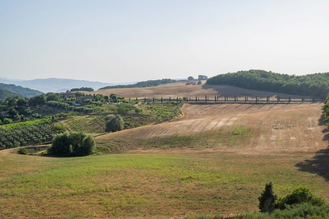Typical Tuscan landscape in Val d'Orcia with hills, trees, fields, cypresses, vine yards and farm