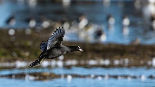 Eurasian Coot, Fulica atra, bird in flight over winter marshes