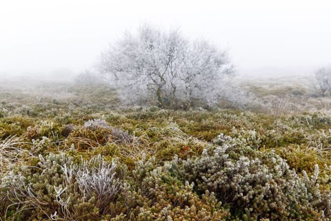 Beach milkwort (Glaux maritima) with hoar frost and windblown fog in the dune landscape on