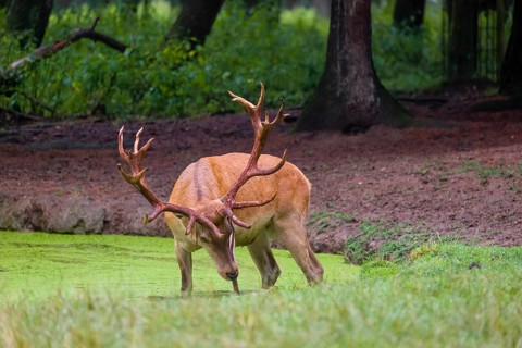 A red deer stag (Cervus elaphus) stands in a pond covered with duckweed