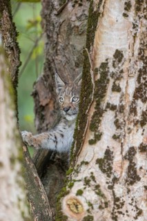 One young (10 weeks old) male Eurasian lynx, (Lynx lynx), climbing in a split tree