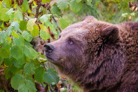 An adult female brown bear (Ursus arctos arctos) eating leaves from a birch tree