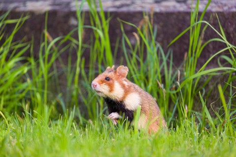 A European hamster (Cricetus cricetus), Eurasian hamster, black-bellied hamster or common hamster,