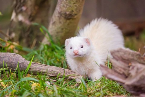 A female ferret (Mustela putorius furo) stands in grass between dead roots of trees