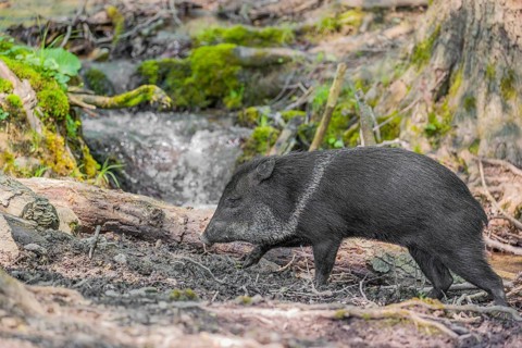 A collared peccary (Dicotyles tajacu) stands in a forest in front of a small cataract