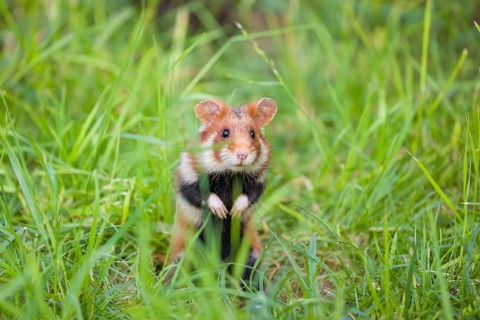 A European hamster (Cricetus cricetus), Eurasian hamster, black-bellied hamster or common hamster,