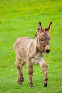 A mixed breed donkey foal runs across a green meadow