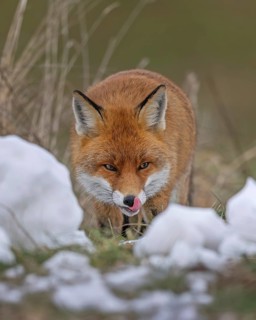 Red fox (Vulpes vulpes), hunting, winter fur, lurking, sniffing, hunting mice, dominant, male,