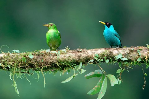 Male and female Green Honeycreeper (Chlorophanes spiza) on a branch, Costa Rica, Central America