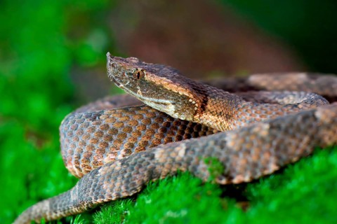 Rainforest Hognosed Pitviper (Porthidium) laying on moss, Costa Rica, Central America