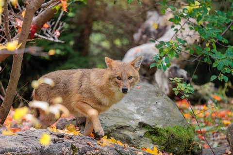 A golden jackal (Canis aureus) stands on a rotting tree lying on the ground between bushes and
