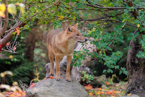 A golden jackal (Canis aureus) stands on a rock between bushes at the edge of the forest