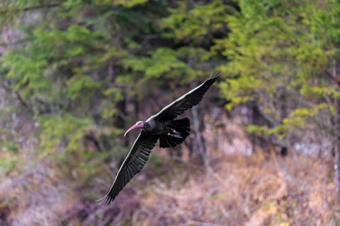 A Northern Bald Ibis, Hermit Ibis (Geronticus eremita) in flight in natural surroundings
