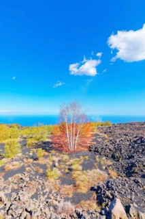 Volcanic landscape, Etna, Sicily, Italy, Europe