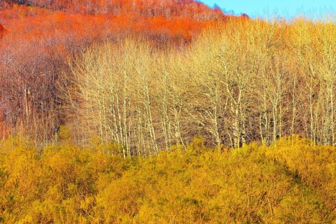 Etna National Park forest, Etna, Sicily, Italy, Europe