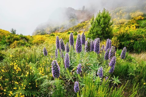 Madeira landscape with Pride of Madeira flowers and blooming Cytisus shrubs and mountains in clouds