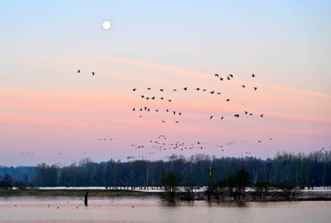 White-fronted goose (Anser albifrons), a flock of wild geese flies in the dawn in front of the full