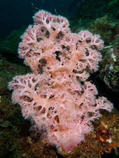 Pink tree coral (Dendronephthya) with soft and delicate spurs on a reef, Magic Forest dive site,