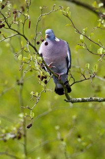 Woodpigeon (Columba palumbus) collecting nesting material in a tree, Flusslandschaft Peenetal