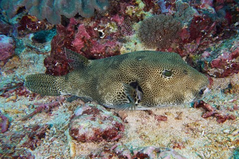Giant pufferfish (Arothron stellatus) with distinctive pattern resting on the sandy bottom, dive