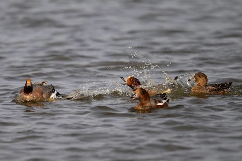 European wigeon (Mareca penelope), Texel, Netherlands