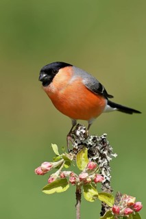 Bullfinch (Pyrrhula pyrrhula) male sitting on a branch with apple blossoms (Malus domestica),