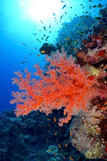 Colourful soft coral, Hemprich's Tree Coral (Dendronephthya hemprichi) stretches in the light,