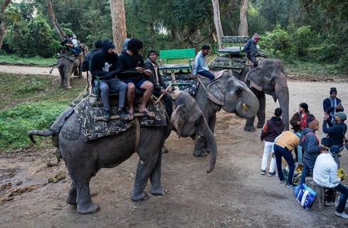 Tourists ride elephants during a safari at Kaziranga National Park on December 5, 2024 in