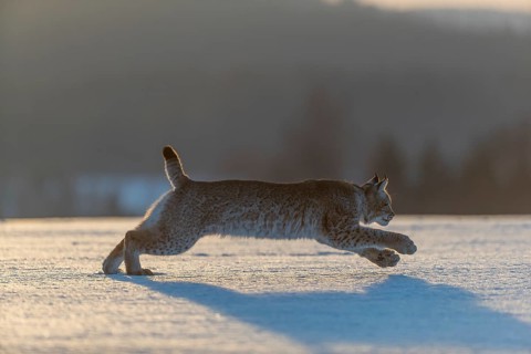 One young male Eurasian lynx, (Lynx lynx), running over a snow covered meadow in backlight
