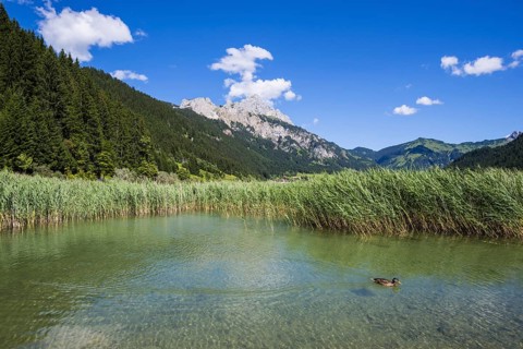 Haldensee, Tannheimer Tal, behind it the Rote Flüh, 2108m, Tannheimer Berge, Allgäu Alps, Tyrol,