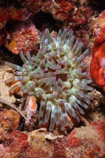 Sea anemone with purple tips and green tentacles, rock rose (Cribrinopsis crassa), on the reef in