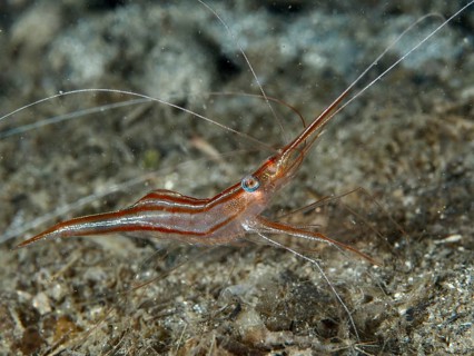 A reddish-brown shrimp with long antennae, unicorn shrimp (Plesionika narval), on a sandy seabed in