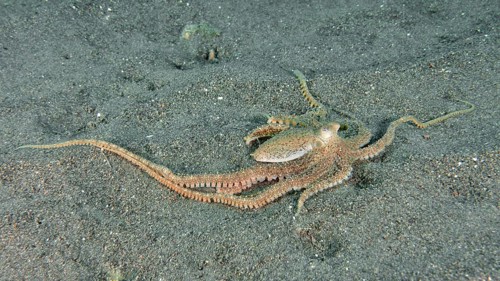 Marbled octopus (Amphioctopus aegina) on the sandy seabed with outstretched tentacles, dive site
