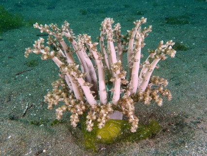 Beige-coloured tree anemone, hellfire (Actinodendron arboreum), sea anemone, with branching