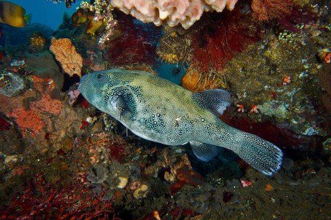 Colourful fish, blue spotted pufferfish (Arothron caeruleopunctatus), pufferfish, swimming through