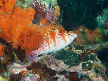 Dwarf Hawkfish (Cirrhitichthys falco) in a coral reef with bright colours, dive site Pidada,