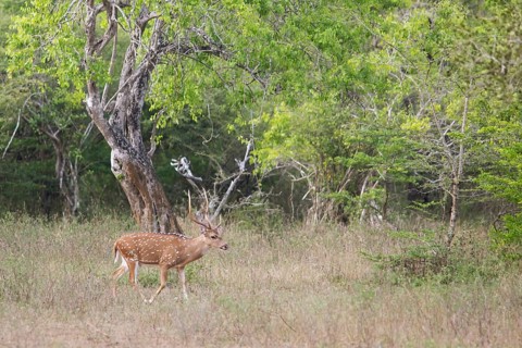 Axis deer (Axis axis) in Yala Natioal Park, Southern Province, Sri Lanka, Asia