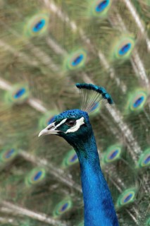 Indian peafowl or Peacock (Pavo cristatus) adult male bird displaying showing its tail feathers,