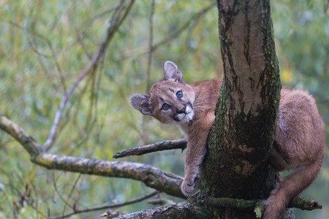 One cougar kitten, Puma concolor, resting in a tree with some green vegetation in the background