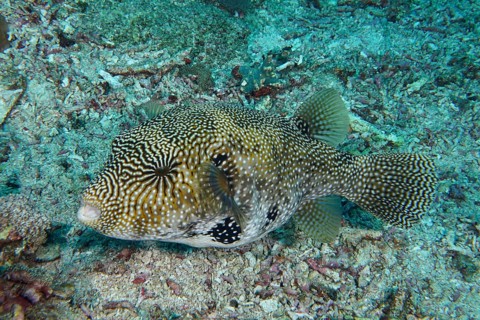 A well camouflaged map pufferfish (Arothron mappa) resting on the seabed, dive site SD, Nusa