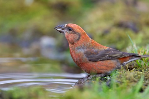 Common crossbill (Loxia curvirostra) adult male bird at a woodland water pool, England, United