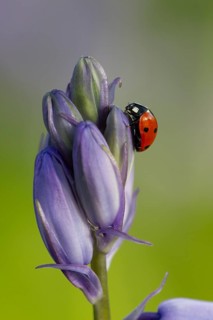 Seven-spot ladybird (Coccinella septempunctata) adult insect on a Bluebell flower in springtime,