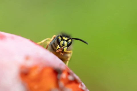 Common wasp (Vespula vulgaris) adult insect on fallen fruit in a garden in summer, England, United