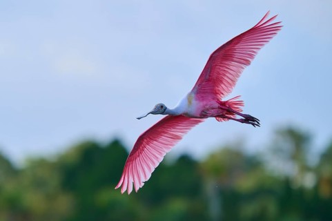 Roseate spoonbill (Ajaja ajaja), flying over a wooded area under a blue sky, Black Point Wildlife