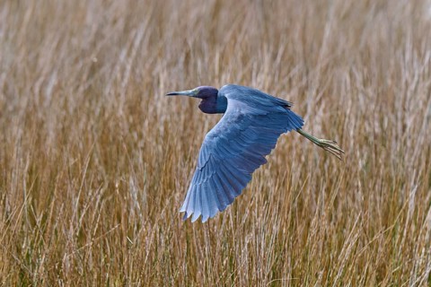 Great Blue Heron (Egretta caerulea), flying over marsh grass, Black Point Wildlife Drive,
