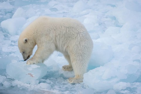 Polar bear (Ursus maritimus) on the pack ice at 82 degrees north, Spitsbergen Island, Svalbard and